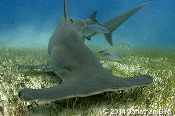 Great hammerhead shark