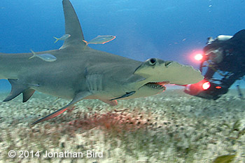 Great hammerhead shark