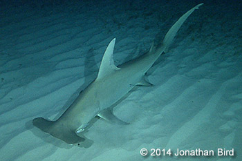 Great hammerhead shark