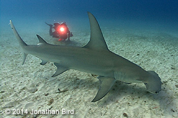 Great hammerhead shark