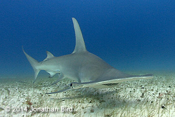 Great hammerhead shark