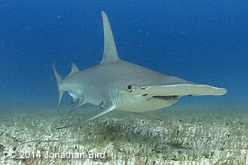 Great hammerhead shark