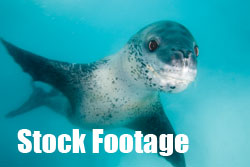 Underwater stock footage by Jonathan Bird Productions