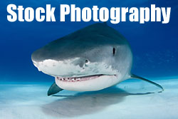 Underwater stock photography by Jonathan Bird