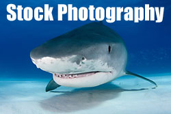 Underwater stock photography by Jonathan Bird