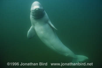 Beluga Whale [Delphinapterus leucas]