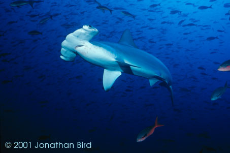 Scalloped Hammerhead Shark [Sphyrna lewini]