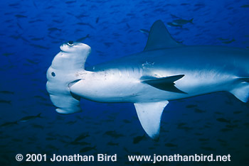 Scalloped Hammerhead Shark [Sphyrna lewini]