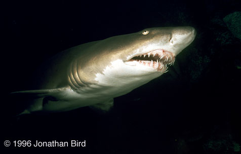 Sand Tiger Shark [Carcharias taurus]