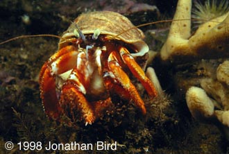 Acadian Hermit Crab [Pagurus acadianus]