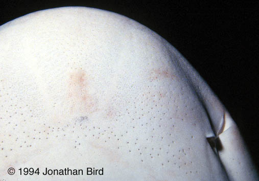 Gray Reef Shark [Carcharhinus amblyrhynchos]