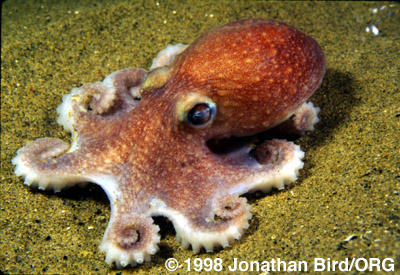 Atlantic Arctic Octopus [Bathypolypus arcticus]