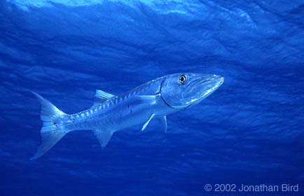 Great Barracuda [Sphyraena barracuda]