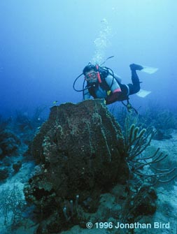 Giant Barrel Sponge [Xestospongia muta]