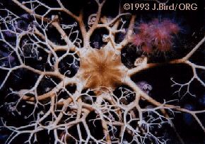 Northern Basket Sea star [Gorgonocephalus arcticus]