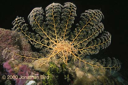 Giant Basket Sea star [Astrophyton muricatum]