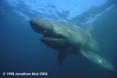 Basking Shark [Cetorhinus maximus]