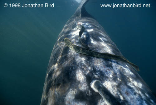 Basking Shark [Cetorhinus maximus]