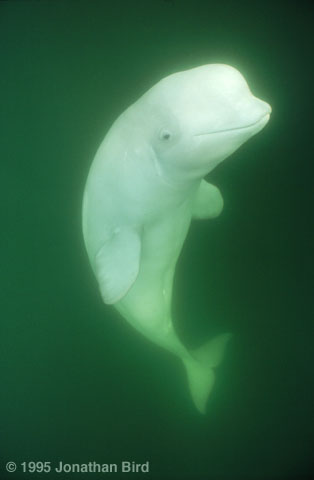 Beluga Whale [Delphinapterus leucas]