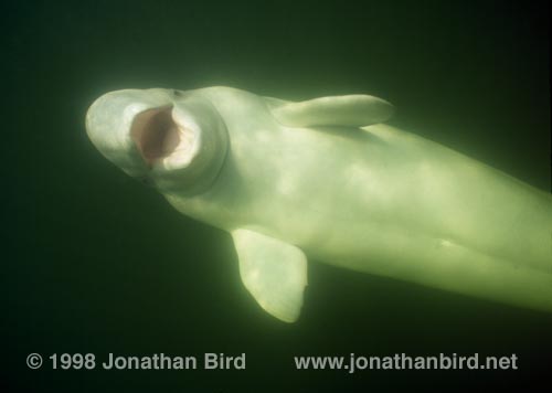 Beluga Whale [Delphinapterus leucas]