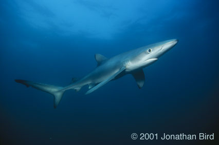 Blue Shark [Prionace glauca]