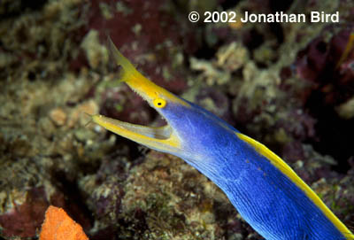 Ribbon Eel [Rhinomuraena quaesita]