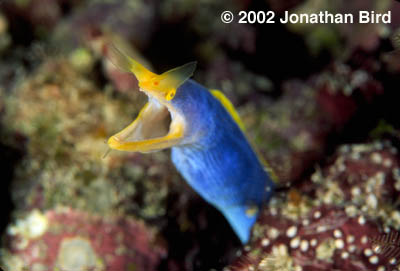 Ribbon Eel [Rhinomuraena quaesita]