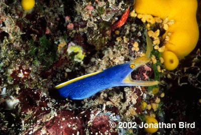 Ribbon Eel [Rhinomuraena quaesita]