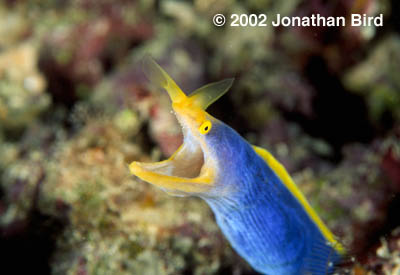 Ribbon Eel [Rhinomuraena quaesita]