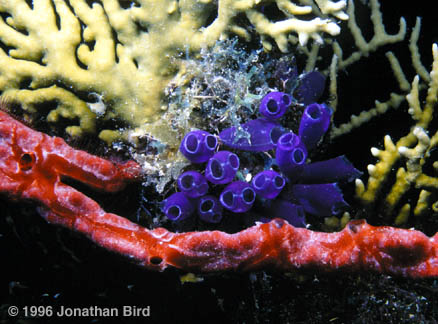 Bluebell Tunicate [Clavelina puertosecensis]