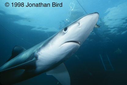 Blue Shark [Prionace glauca]