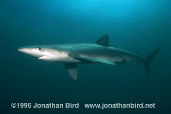 Blue Shark [Prionace glauca]