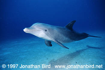 Bottlenosed Dolphin [Tursiops truncatus]