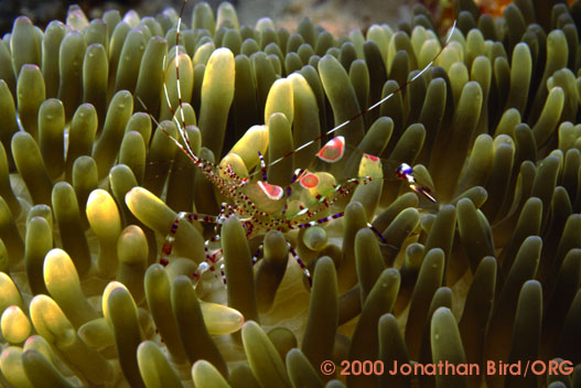 Spotted Cleaner Shrimp [Periclimenes yucatanicus]