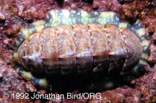 Mottled Red Chiton [Tonicella marmorea]