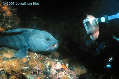 Atlantic Wolf Fish [Anarhichas lupus]