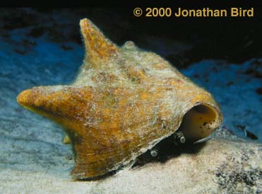 Queen Conch [Strombus gigas]