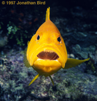 Coney Fish [Cephalopholis fulvus]