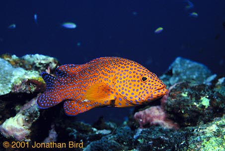 Coral Grouper [Cephalopholis miniata]