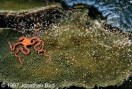 Boulder star Coral [Montastrea annularis]