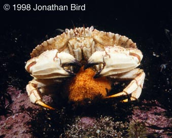 Rock Crab [Cancer irroratus]