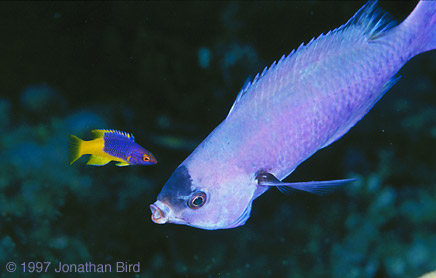 Creole Wrasse [Clepticus parrai]