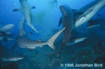 Caribbean Reef Shark [Carcharhinus perezi]