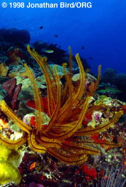 Golden Crinoid [Davidaster rubiginosa]