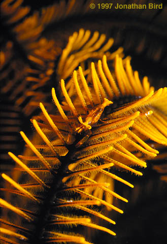 Golden Crinoid Shrimp [Periclimenes crinoidalis]