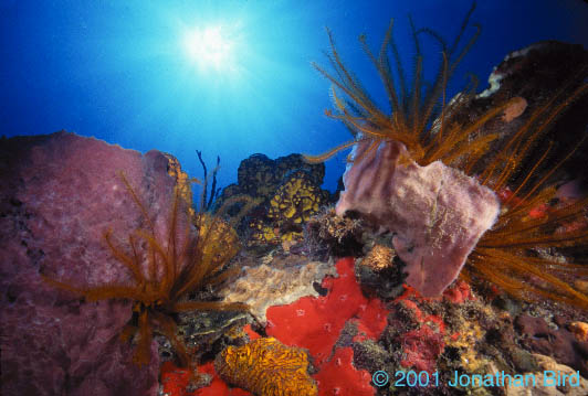 Golden Crinoid [Davidaster rubiginosa]