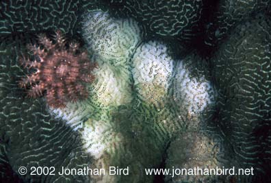 Crown of Thorns Sea star [Acanthaster planci]