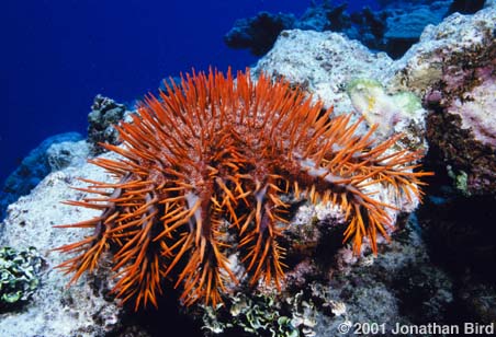 Crown of Thorns Sea star [Acanthaster planci]