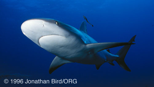 Caribbean Reef Shark [Carcharhinus perezi]