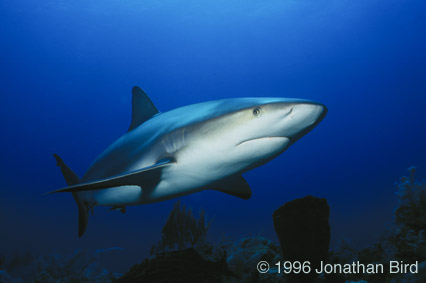 Caribbean Reef Shark [Carcharhinus perezi]